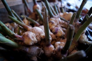 Fresh Cultivated Ginger