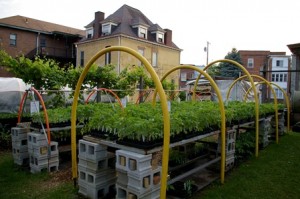 early tomato plants