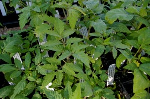 tomato plants