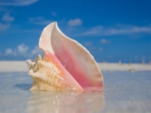 conch shell