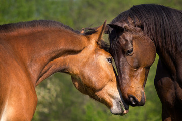 Horses