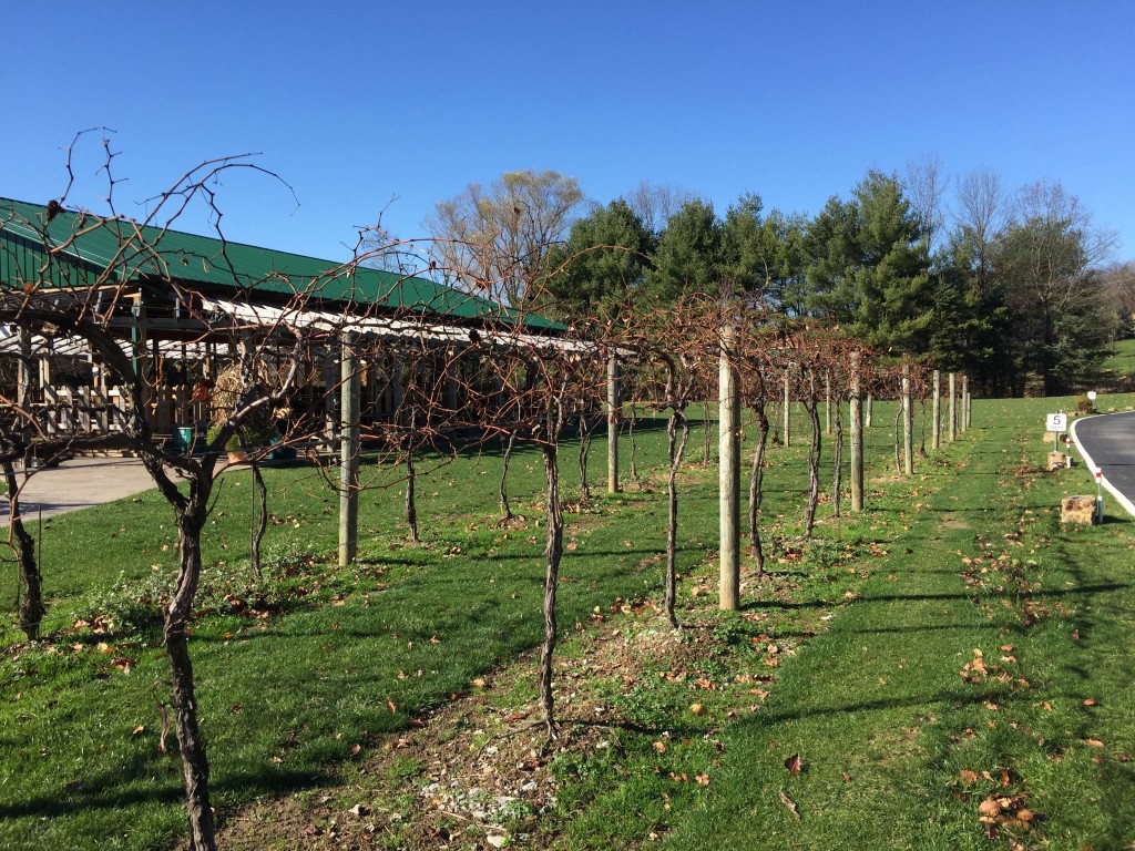 Grape Vines